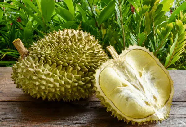 Buy durian fruit online 1kg in tamil nadu in 2025 Thuriyan palam.