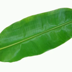 banana leaf online
